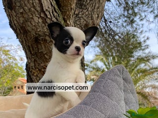 Chihuahua perros - Anuncio 19