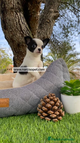 Chihuahua perros - Anuncio 19