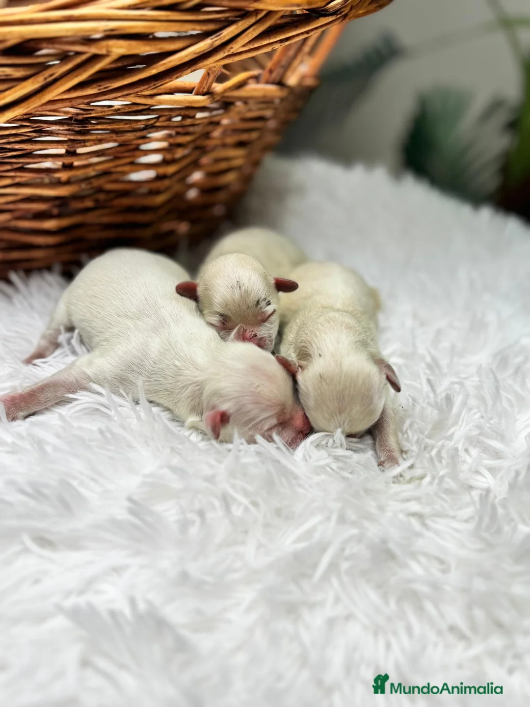 Maltipoo perros en venta: MALTIPOO  - Anuncio 1