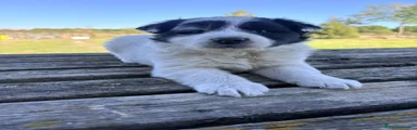 Border Collie 1