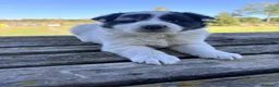 Border Collie perros en venta: Border Collie - Anuncio 2