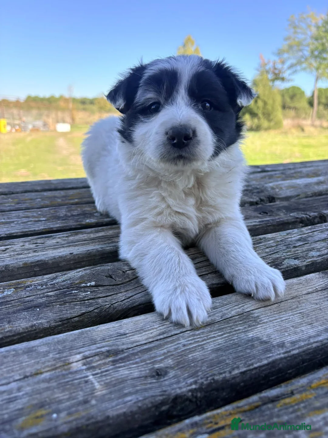 Border Collie perros en venta: Border Collie - Anuncio 2