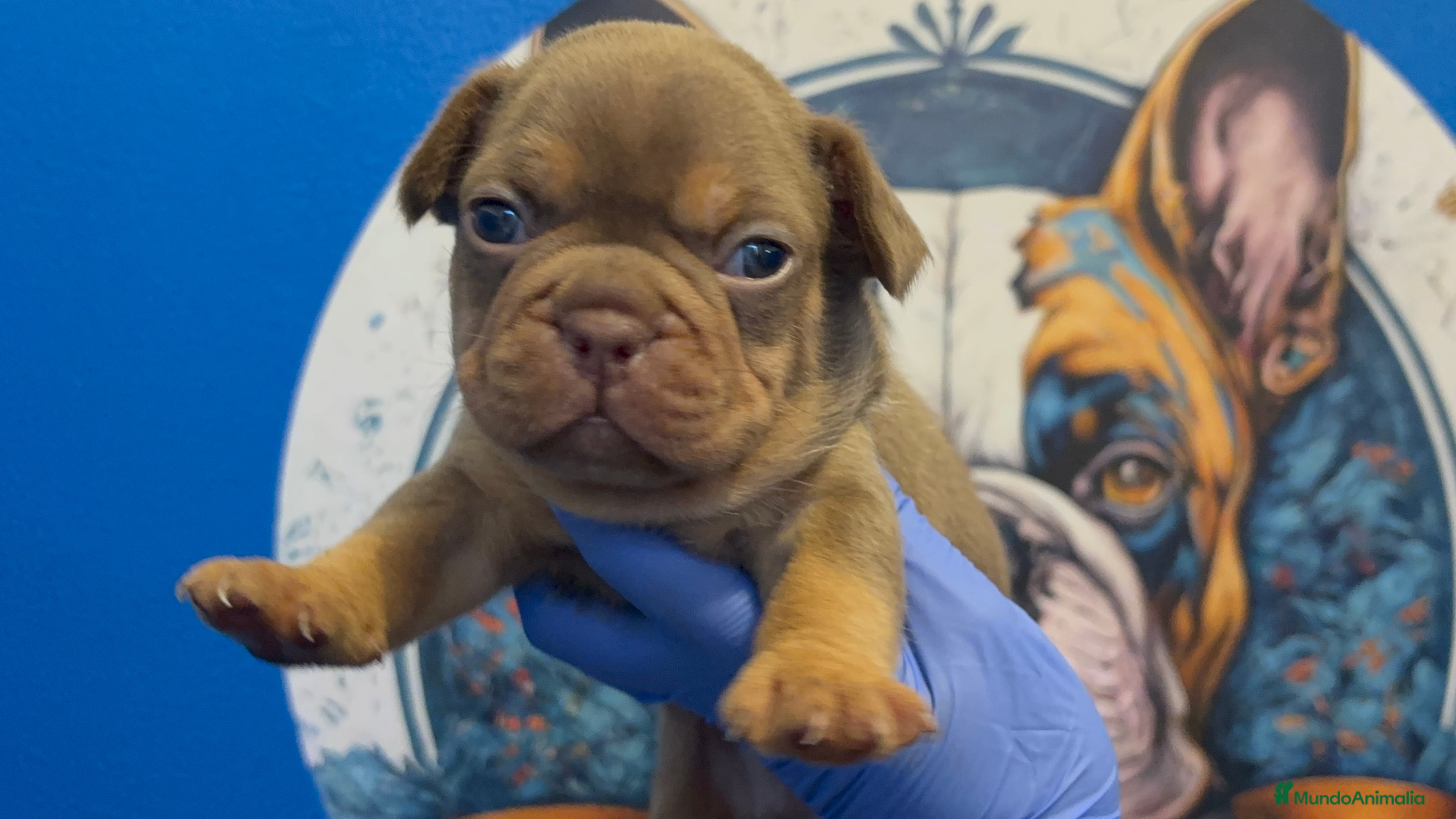 Bulldog Francés perros Bulldog francés exóticos  - Anuncio 1