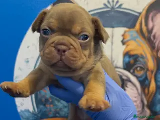Bulldog Francés perros Bulldog francés exóticos - Anuncio 1