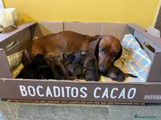 Teckel Miniatura perros Teckel - Anuncio 1