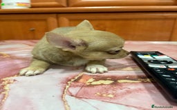 Chihuahua perros en venta: Chihuahua toy ruso macho - Imagen 7