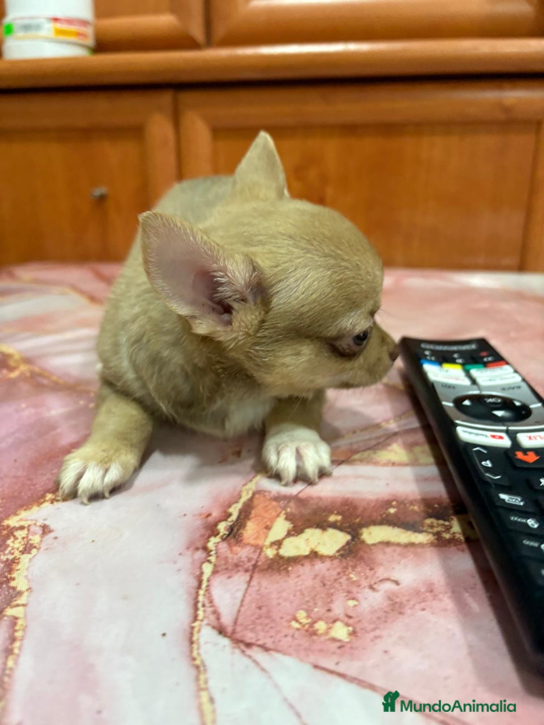Chihuahua perros en venta: Chihuahua toy ruso macho - Imagen 7
