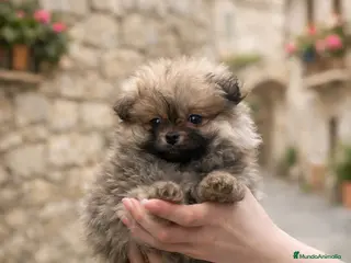 Pomerania perros Pomerania Lulu cara osito - Anuncio 1