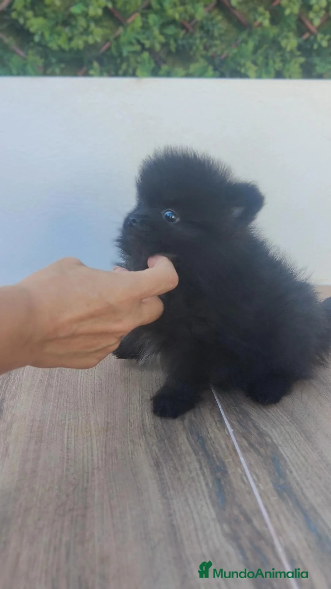 Pomerania perros en venta: Pomerania TOY macho negro  - Anuncio 8