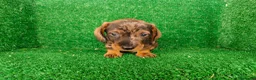 Teckel Miniatura perros en venta: Teckel miniatura  - Anuncio 16