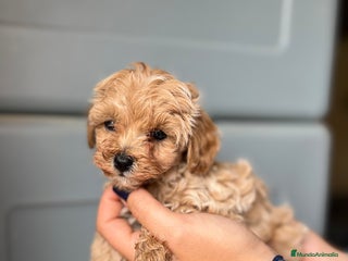 Maltipoo perros en Barcelona - Anuncio 25