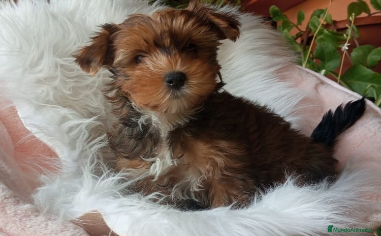 Yorkshire Terrier perros - Anuncio 1