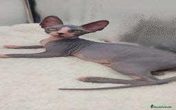 Sphynx gatos en venta: Preciosa camada de machitos - Anuncio 12