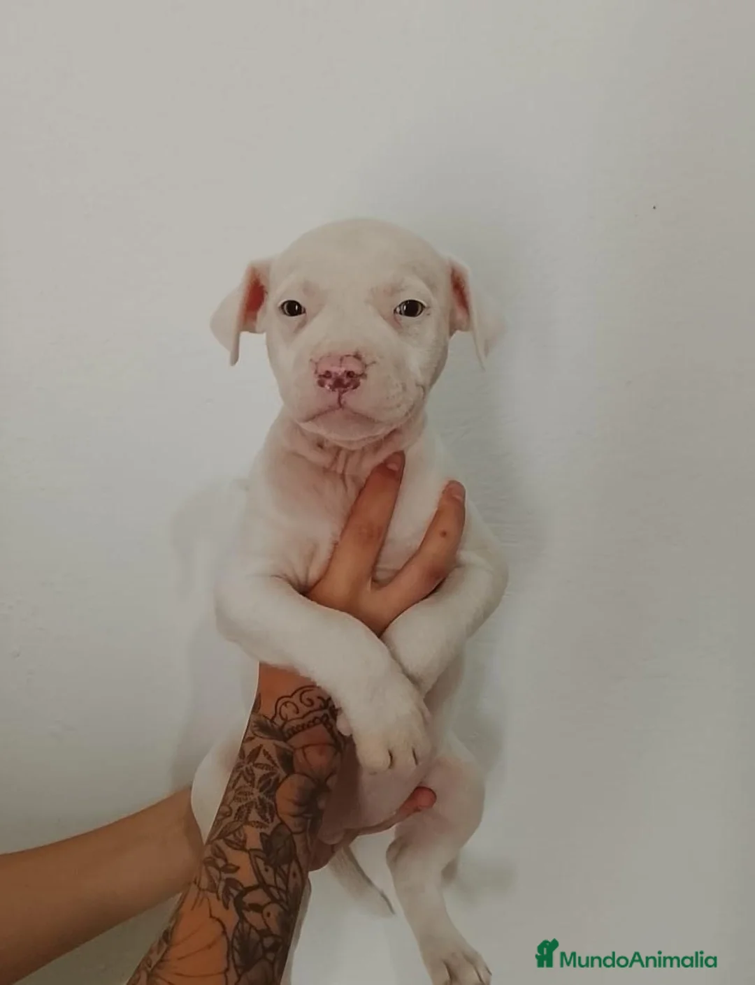 American Staffordshire-Terrier perros en venta: american stanford  - Anuncio 2