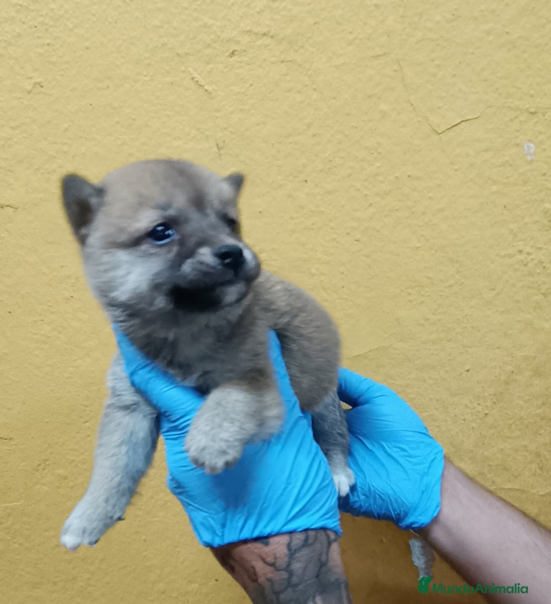 Shiba Inu perros en venta: Cachorros de Shiba Inu - Imagen 8