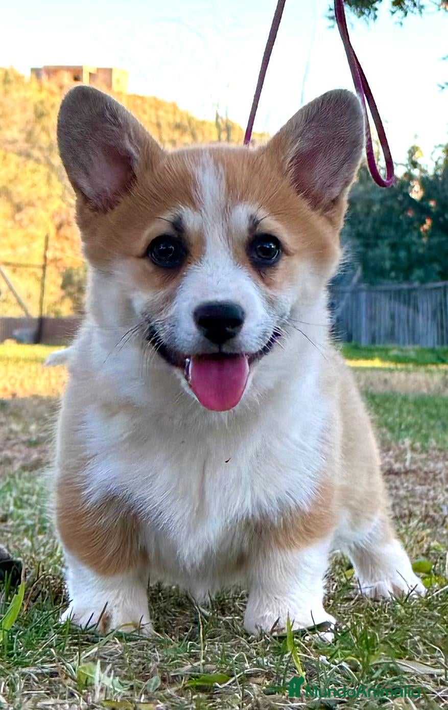 Welsh Corgi Pembroke perros cacorros corgis pembroke Valencia España campeones - Anuncio 1