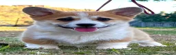 Welsh Corgi Pembroke perros en venta: cacorros corgis pembroke Valencia España campeones - Anuncio 4