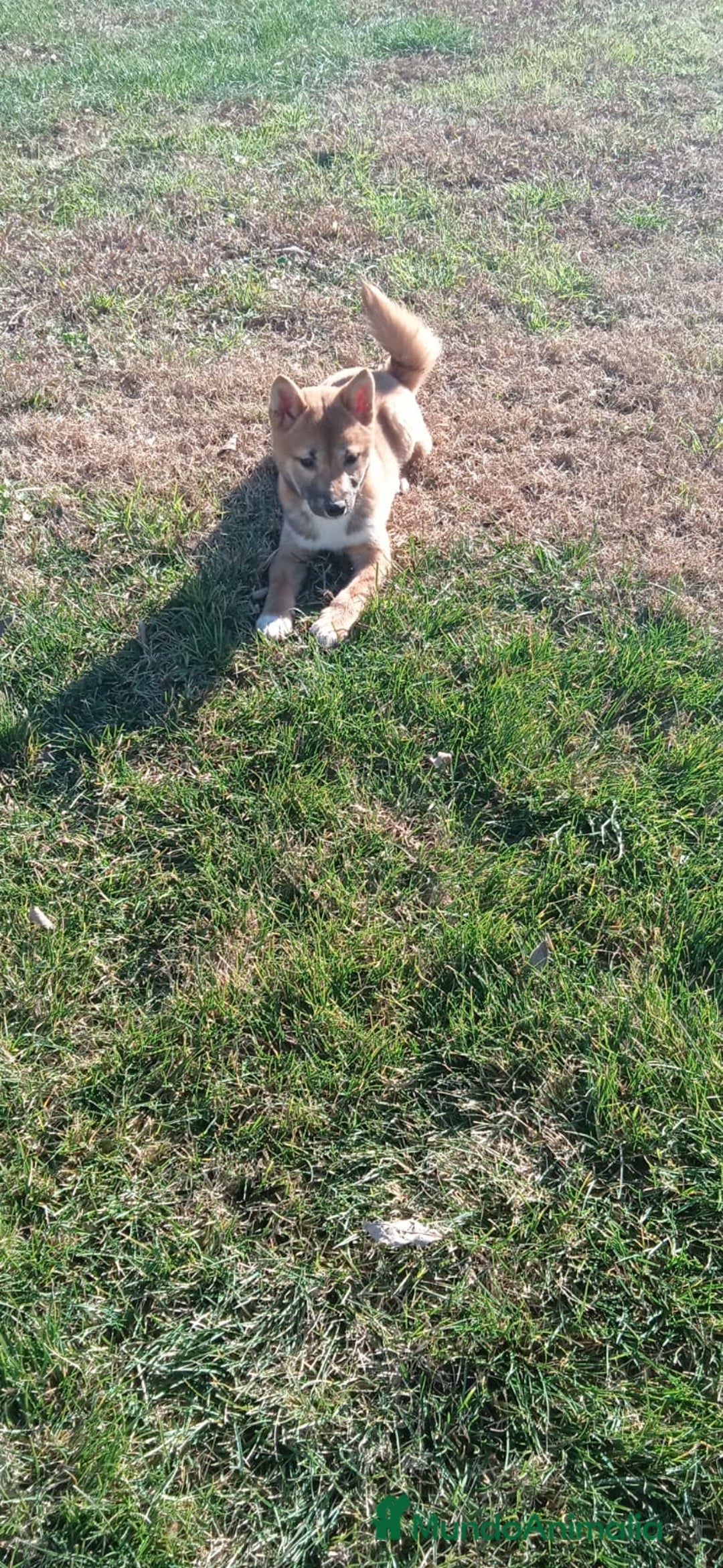 Shiba Inu perros en venta: SHIBA INU - Anuncio 2