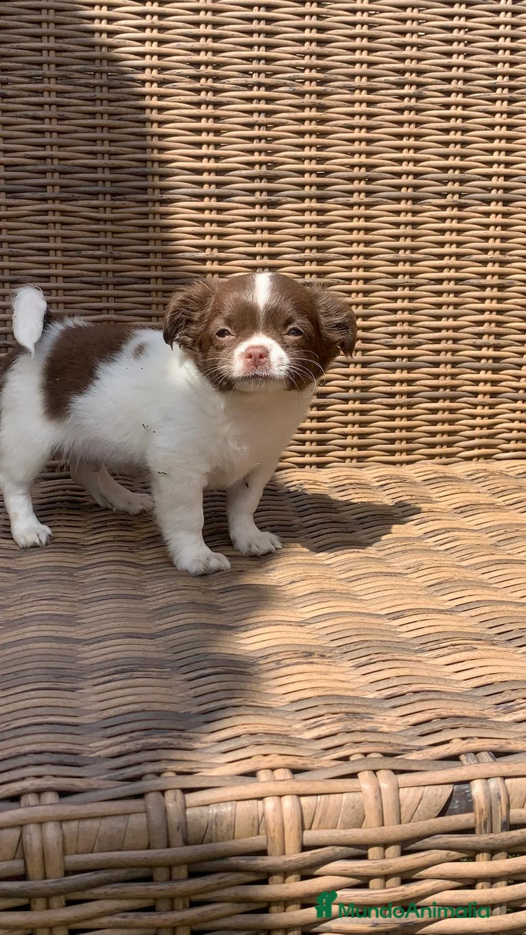 Chihuahua perros en venta: Chihuahuas  en Illes Balears - Anuncio 3
