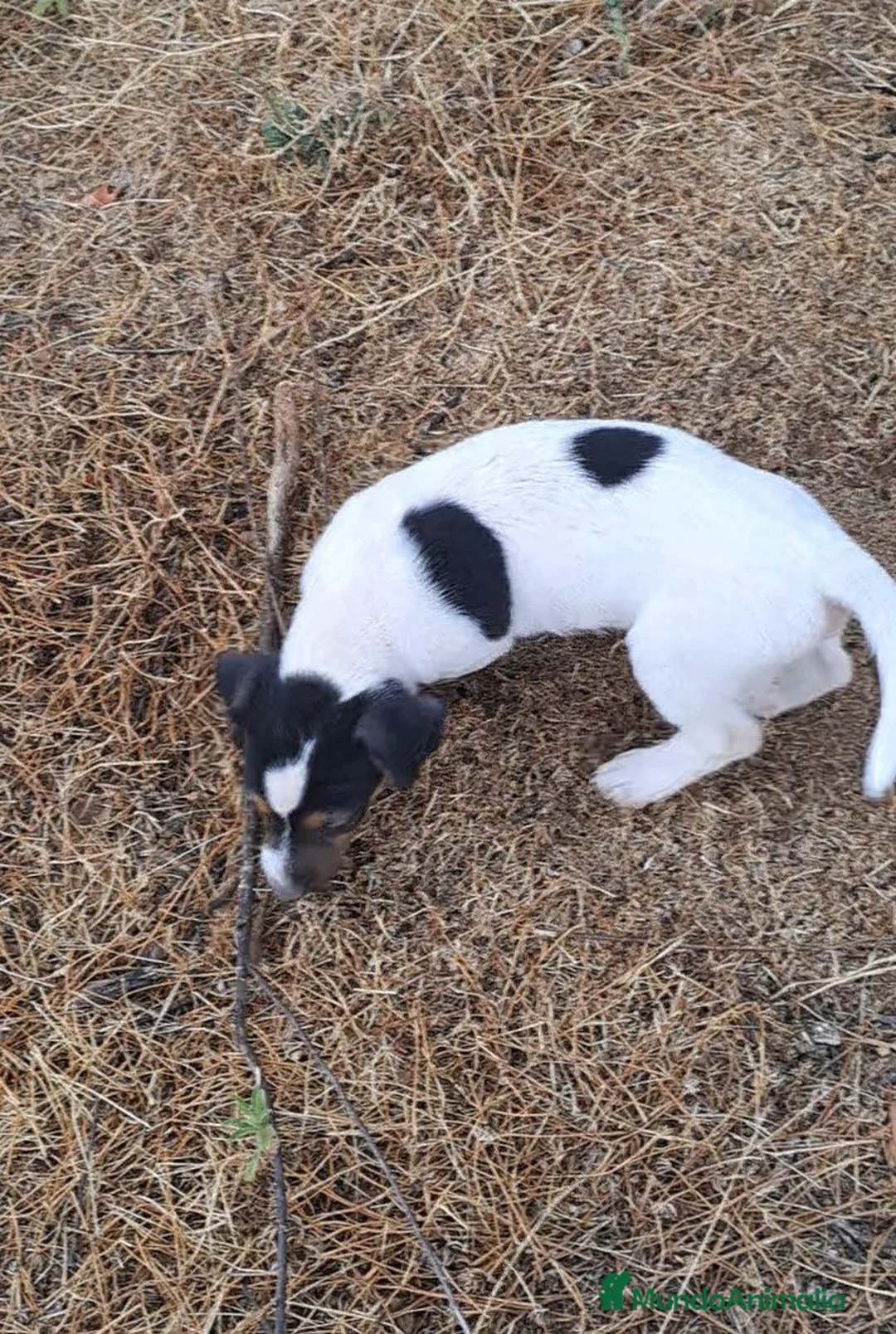 Jack Russell Terrier perros en venta: Jack russell  - Anuncio 2