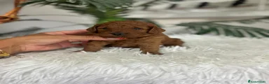 Caniche Toy 2