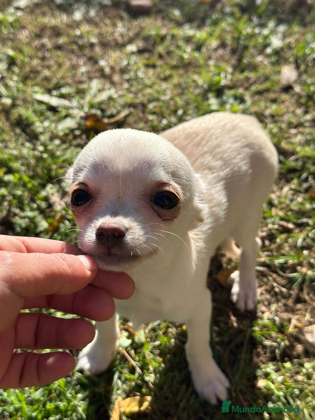 Chihuahua perros en venta:  Chihuahua Microtoy blanco  - Anuncio 4