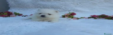 Pomerania Cachorro 5