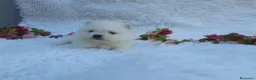 Pomerania perros en venta: PRECIOSO CACHORITO DE POMERANIA TOY  - Anuncio 6