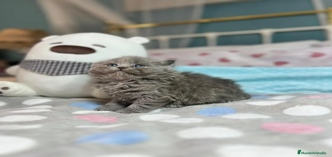 Imagen de galería {{count}}