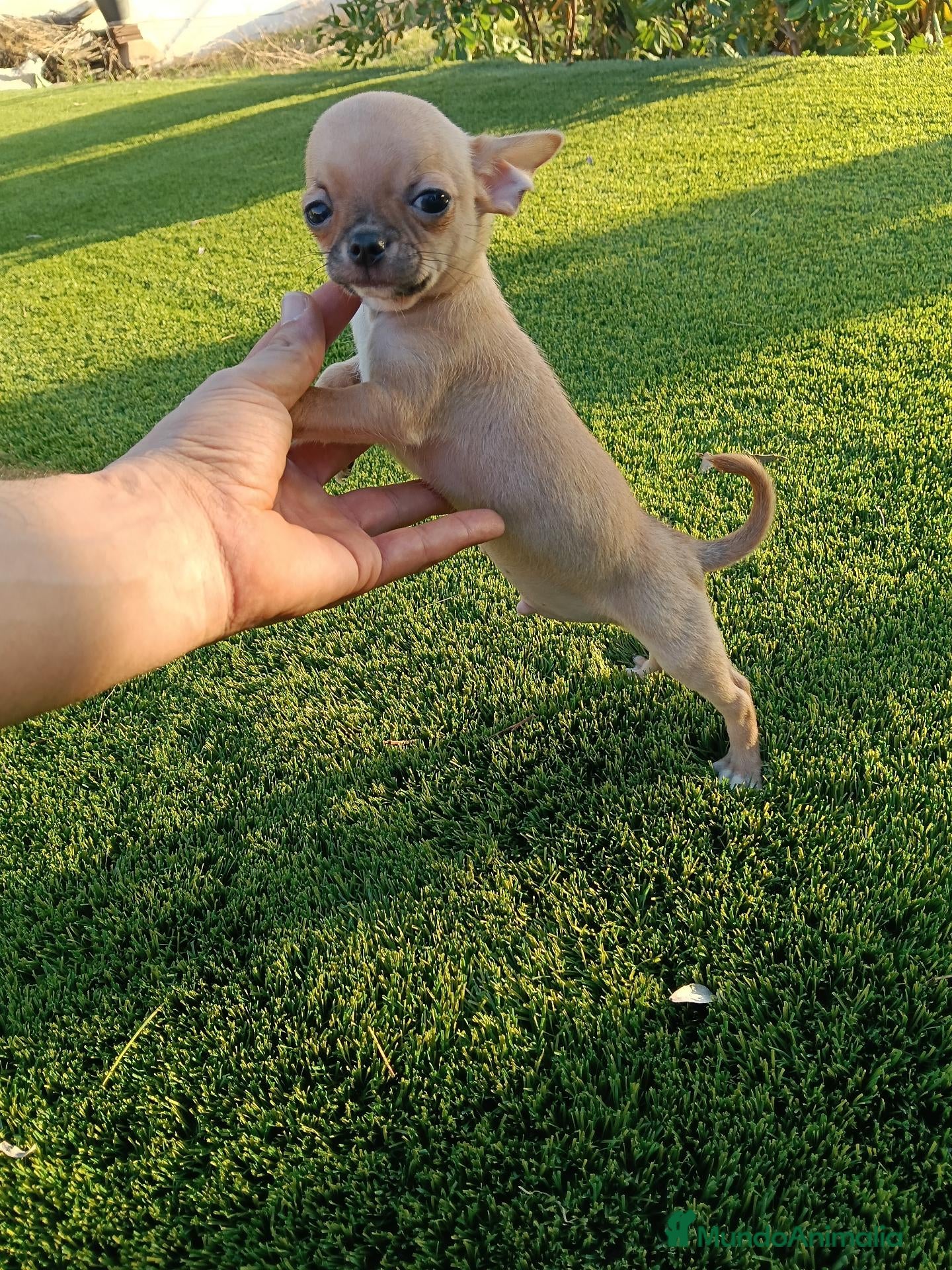 Chihuahua perros en venta: Precioso machito de Chihuahua Toy - Anuncio 3