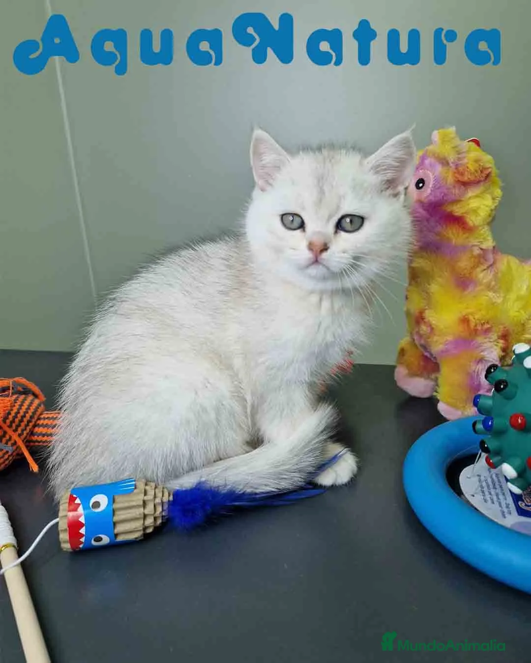 Británico de Pelo Corto gatos en venta: British Macho 7791 AQUANATURA - Anuncio 5