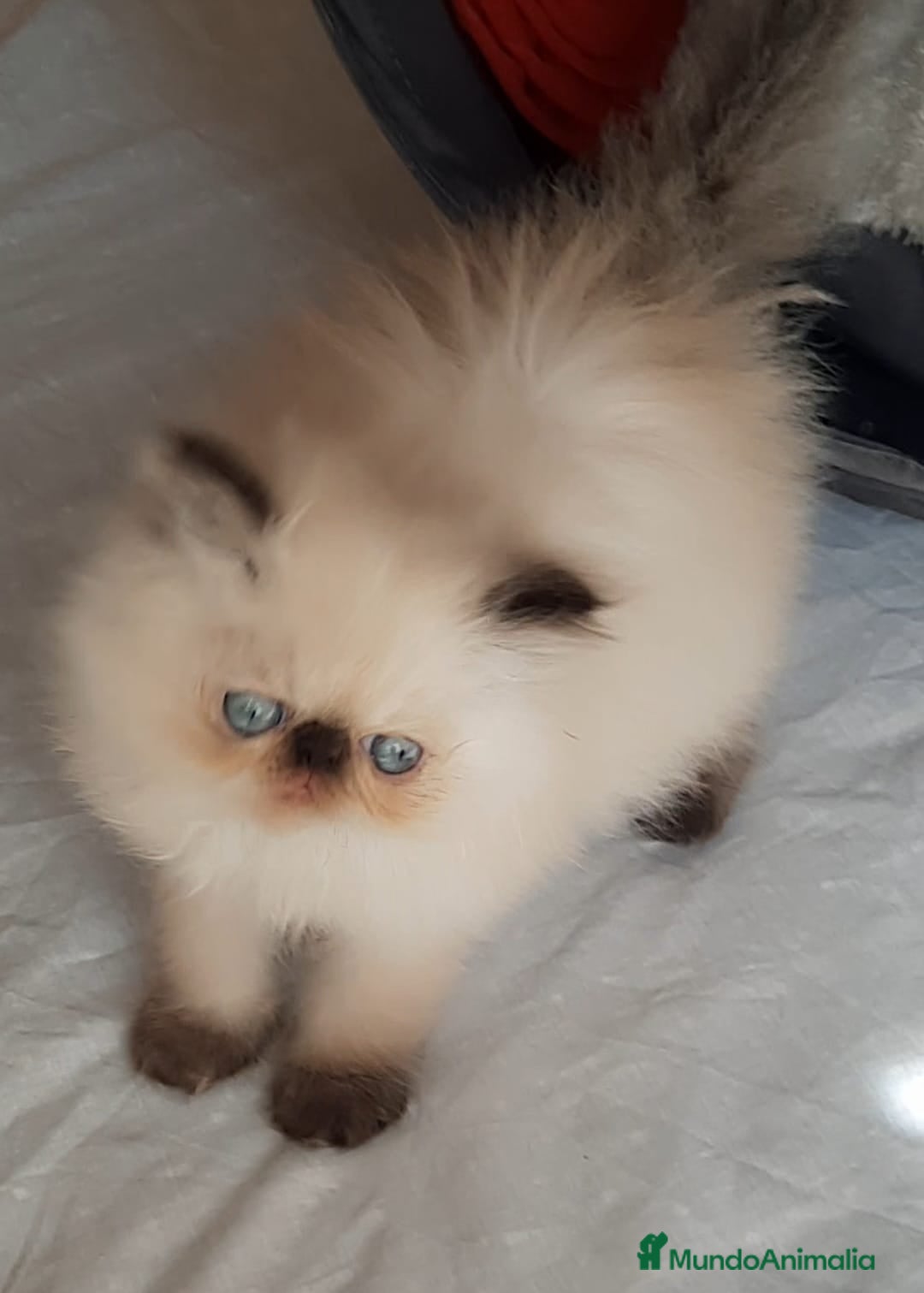 Persa gatos GATOS PERSAS/HIMALAYOS PRECIOSOS - Anuncio 2
