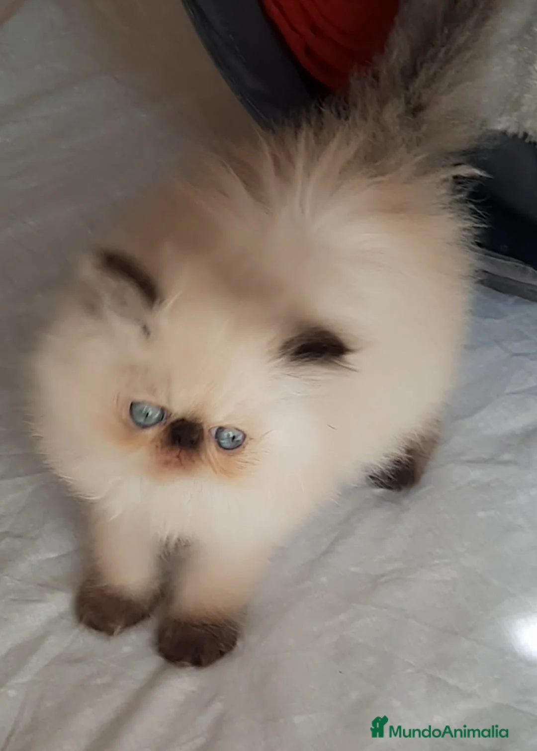Persa gatos en venta: GATOS PERSAS/HIMALAYOS PRECIOSOS - Anuncio 1