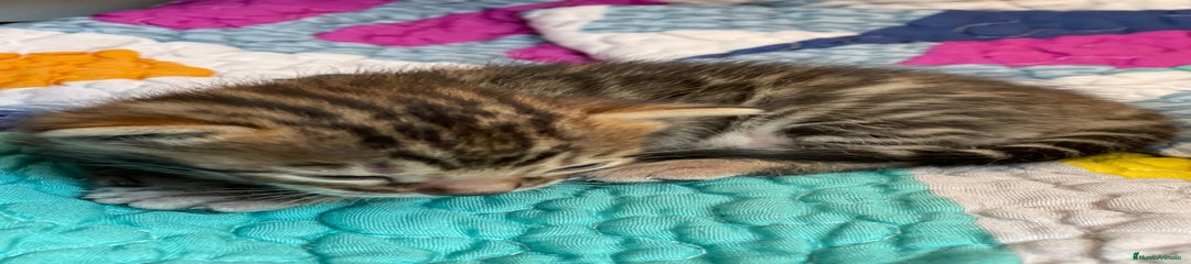 Bengalí Gatito 1