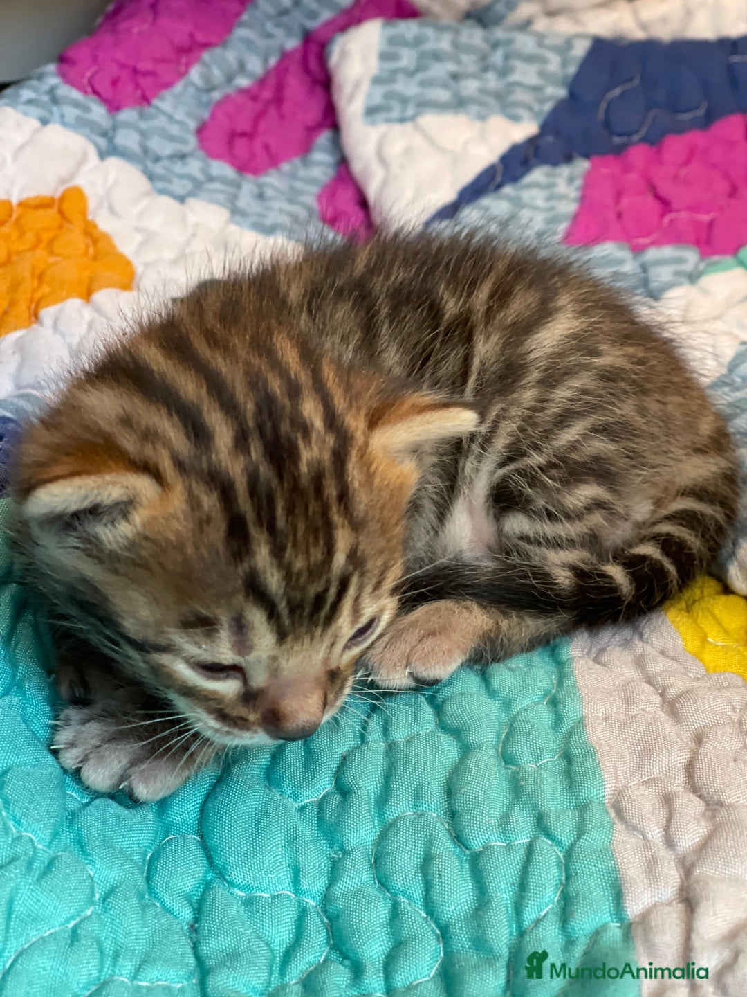 Bengalí gatos en venta: Machito y Hembrita Gato Bengalí - Imagen 4