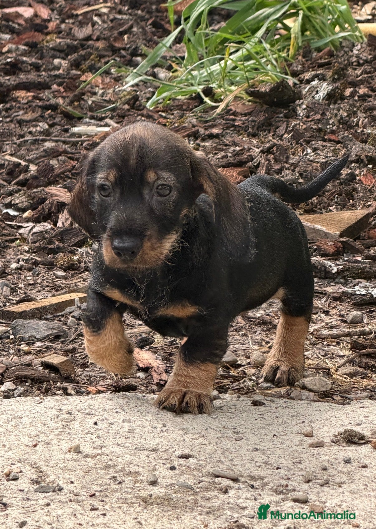 Teckel perros Macho St de Pelo Duro  - Anuncio 6