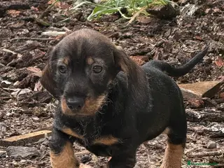 Teckel perros Macho St de Pelo Duro - Anuncio 6