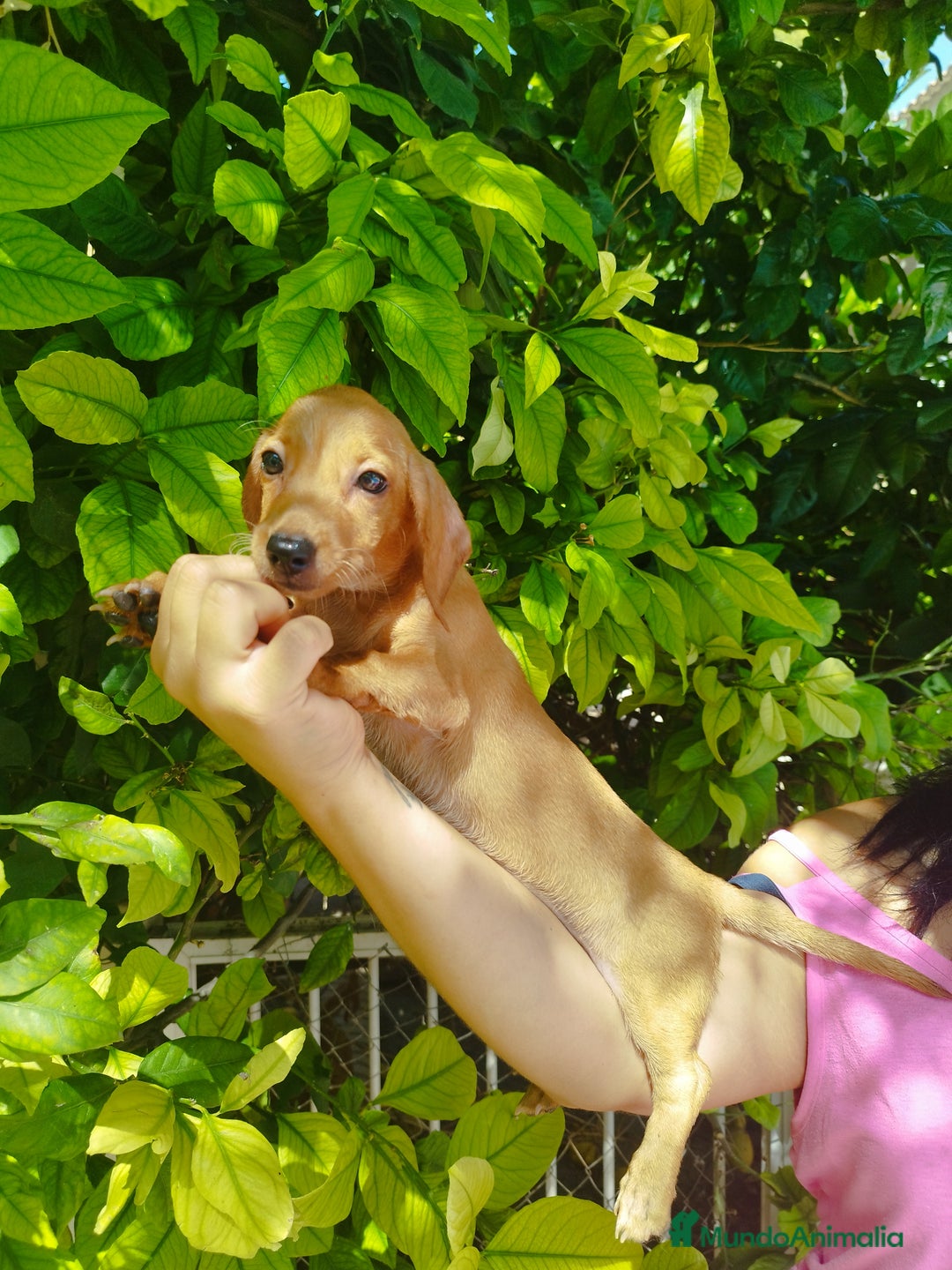 Teckel perros en venta: TECKEL PURA RAZA  - Imagen 1