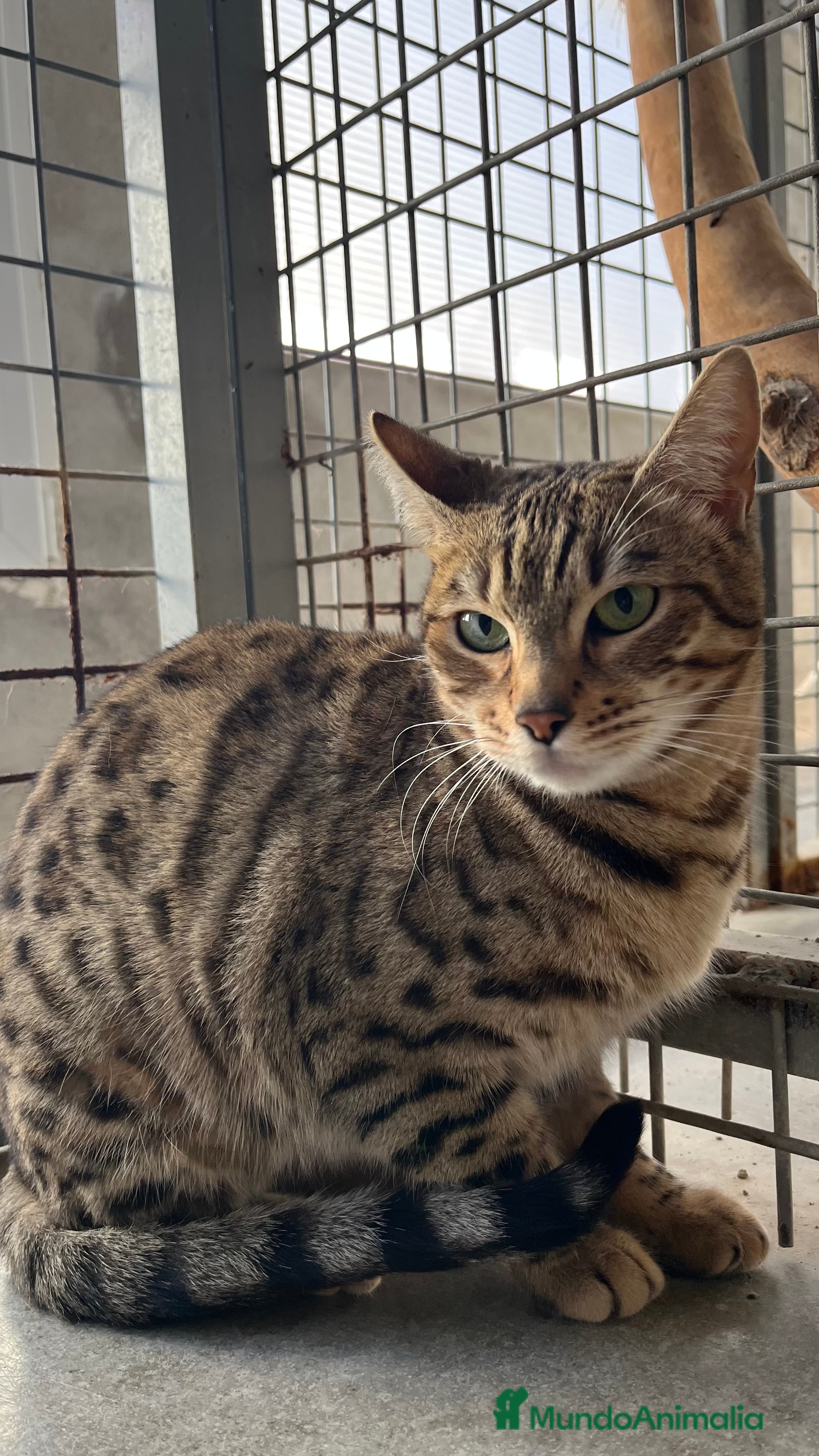Bengalí gatos Gata bengalí retirada de la cría  - Anuncio 1