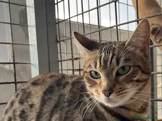 Bengalí gatos Gata bengalí retirada de la cría - Anuncio 1