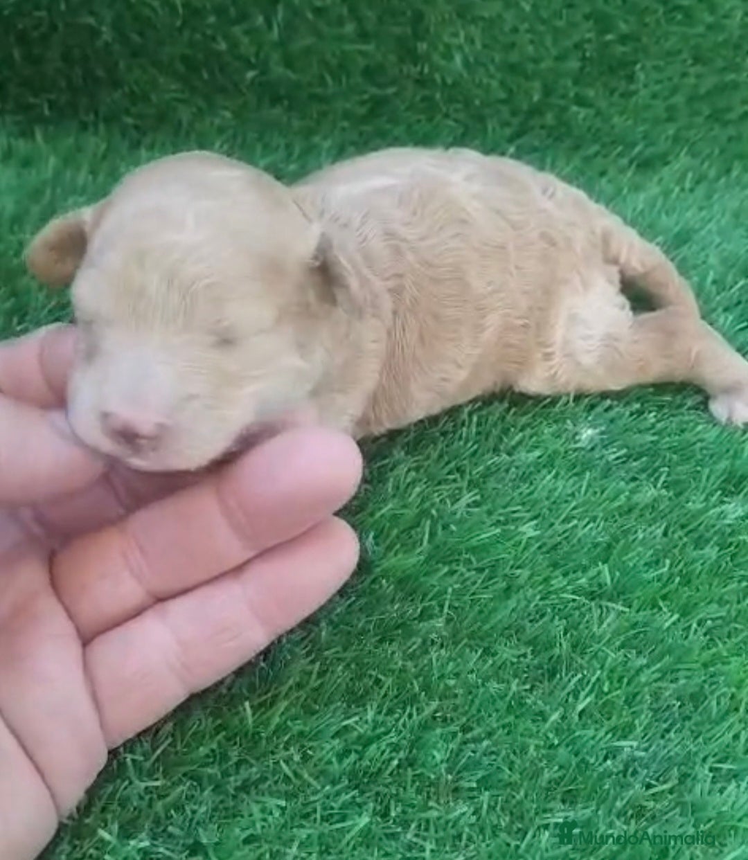 Caniche Toy perros en venta: Hembra caniche toy apricot  - Anuncio 1