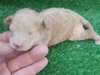 Caniche Toy perros Hembra caniche toy apricot - Anuncio 1