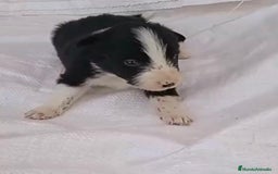 Border Collie perros en venta: Border collie  - Imagen 17