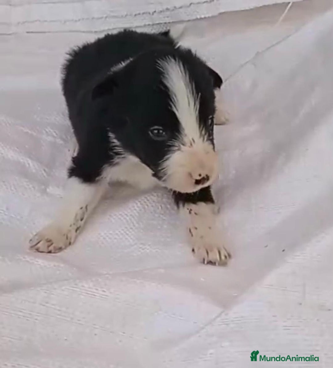 Border Collie perros en venta: Border collie  - Imagen 17