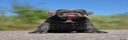 Cane Corso perros en venta: Cachorro de Cane Corso - Anuncio 8