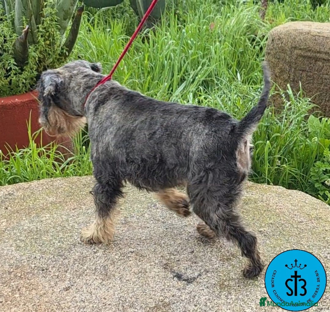 Schnauzer Miniatura perros en venta: SCHNAUZER MINIATURA PEDEGREE - Imagen 4