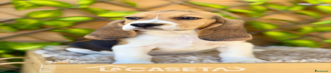 Beagle Cachorro 3705