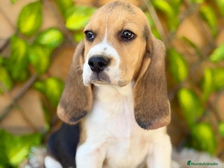 Beagle perros - Anuncio 2