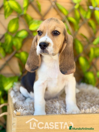 Beagle perros - Anuncio 2