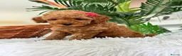Caniche Toy perros en venta: CANCIHE ROJO - Anuncio 2